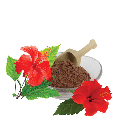 Hibiscus Flower PNG Picture