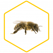 Honey Bee No Background