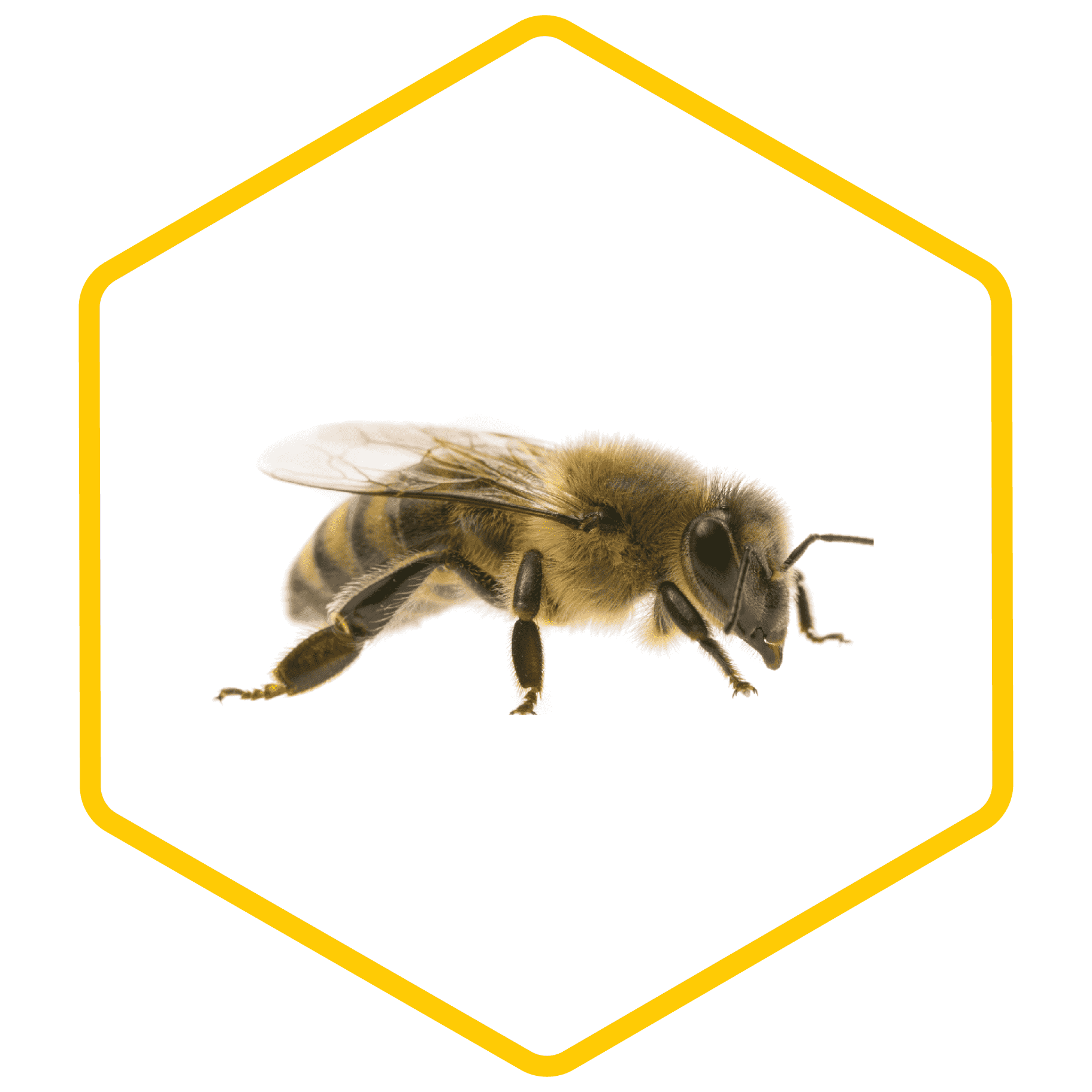 Honey Bee No Background