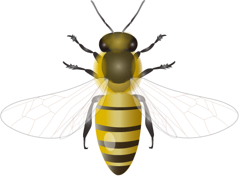 Honey Bee PNG Cutout
