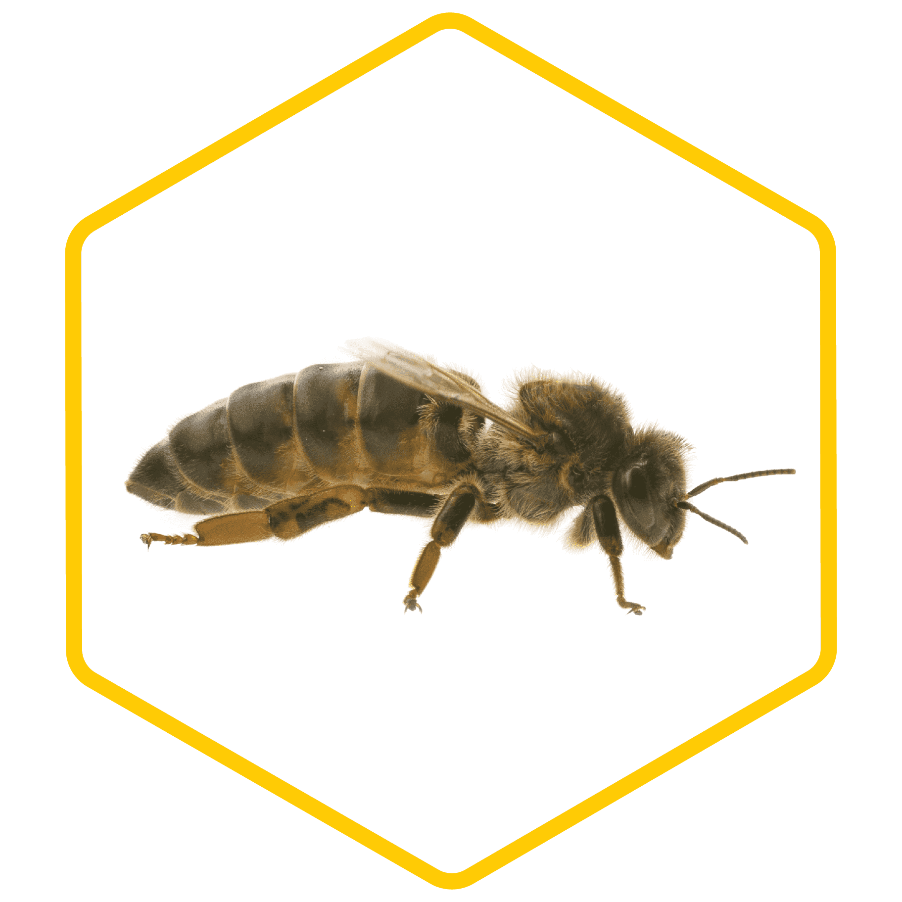 Honey Bee PNG Image HD