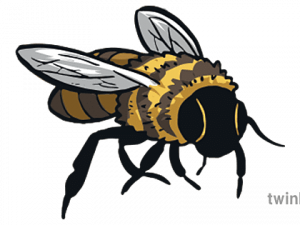 Honey Bee PNG Pic