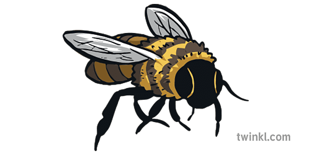 Honey Bee PNG Pic