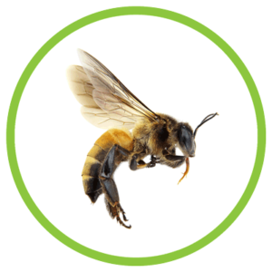 Honey Bee PNG Picture
