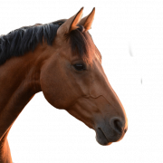Horse Head PNG Background