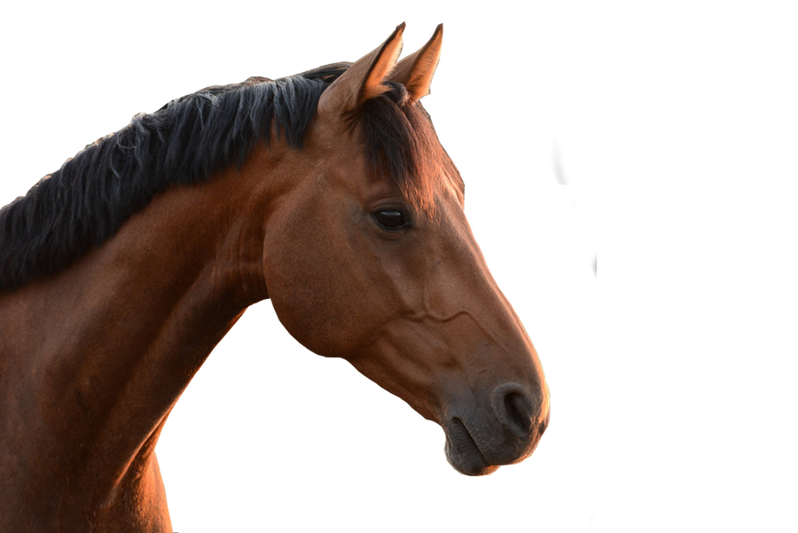 Horse Head PNG Background
