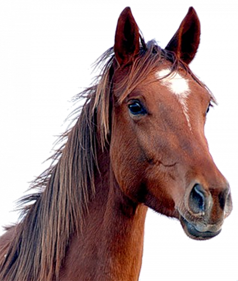 Horse Head PNG Image HD