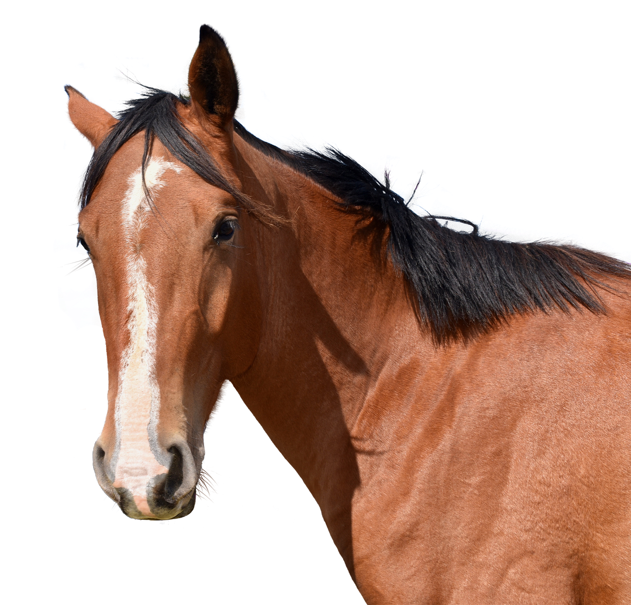 Horse Head PNG Images