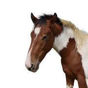 Horse Head PNG Picture