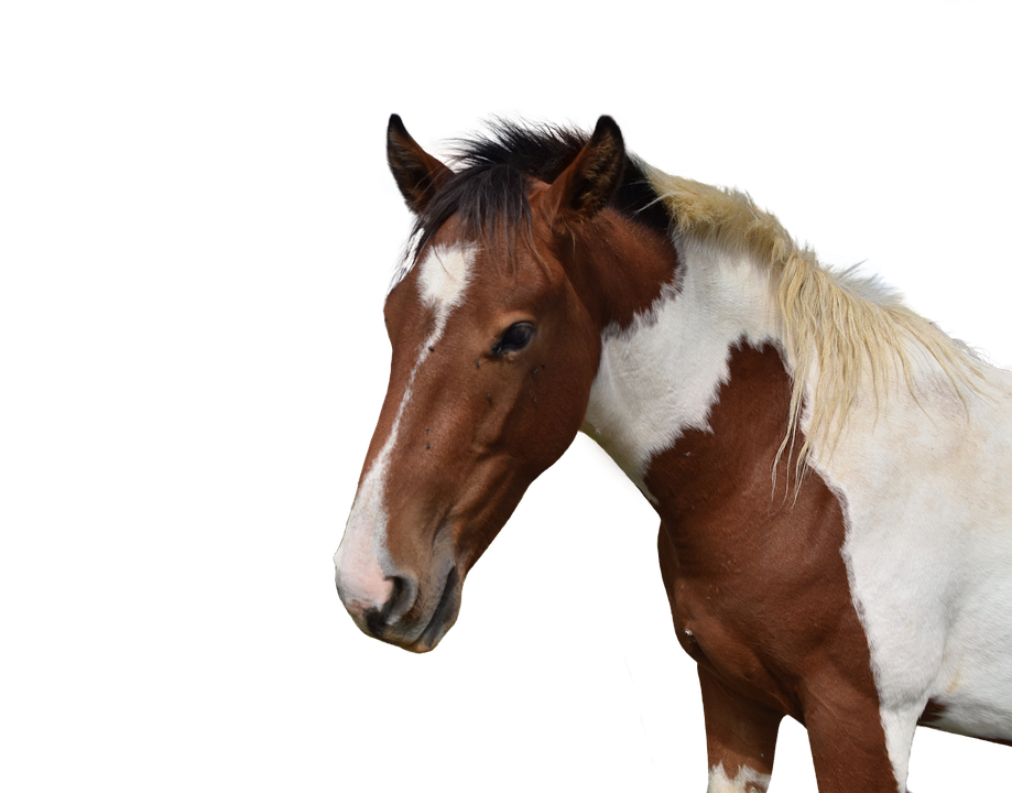 Horse Head PNG Picture