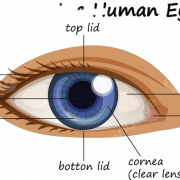 Human Eye PNG Clipart