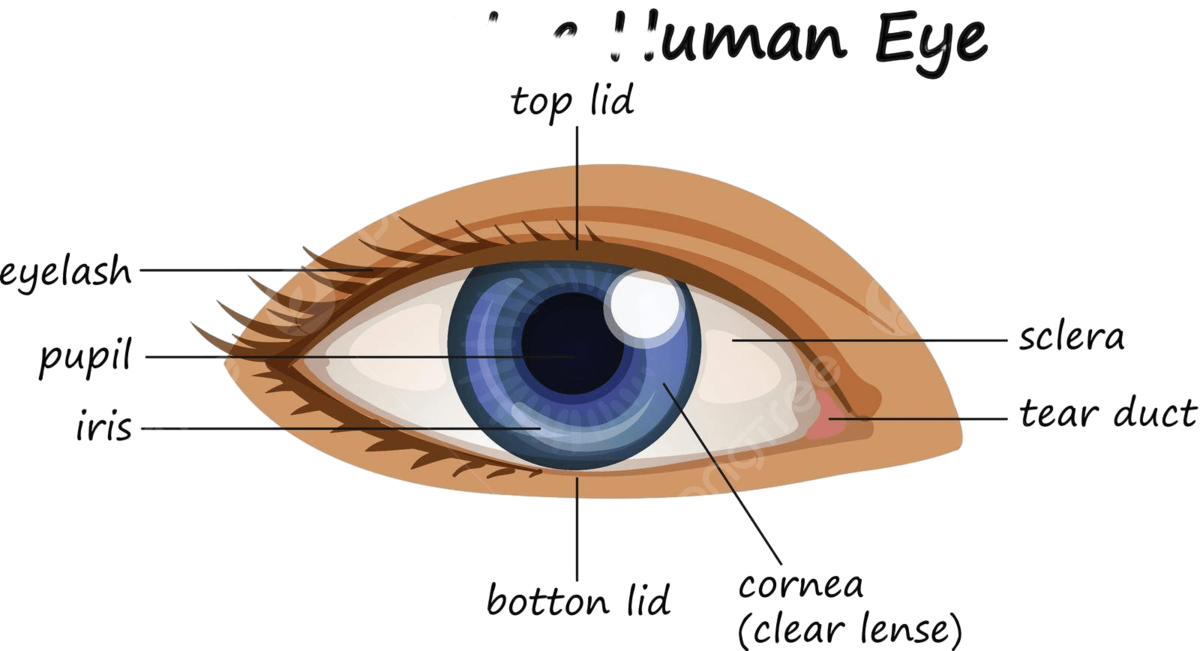Human Eye PNG Clipart
