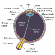 Human Eye PNG Image File