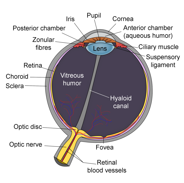 Human Eye PNG Image File