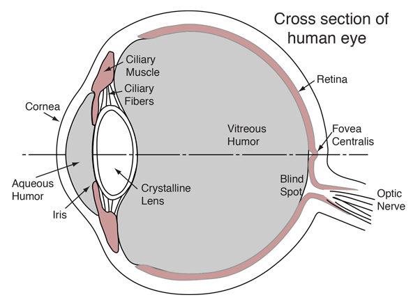 Human Eye PNG Image