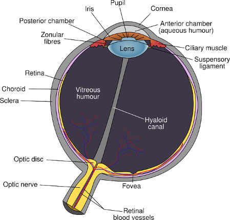 Human Eye PNG Pic
