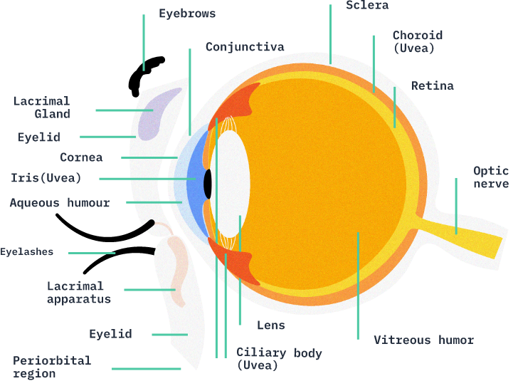 Human Eye PNG