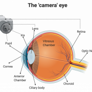 Human Eye Transparent