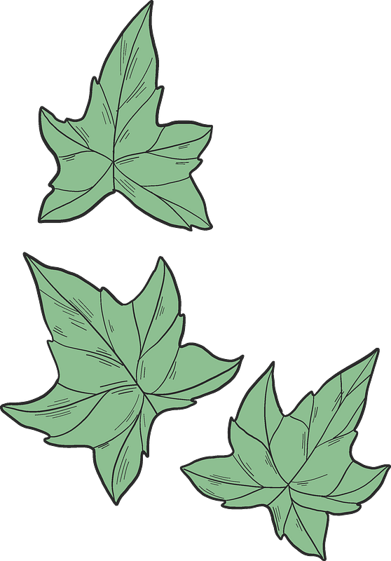 Ivy Background PNG