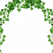 Ivy PNG Clipart