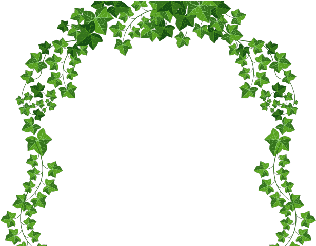 Ivy PNG Clipart