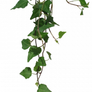 Ivy PNG Images