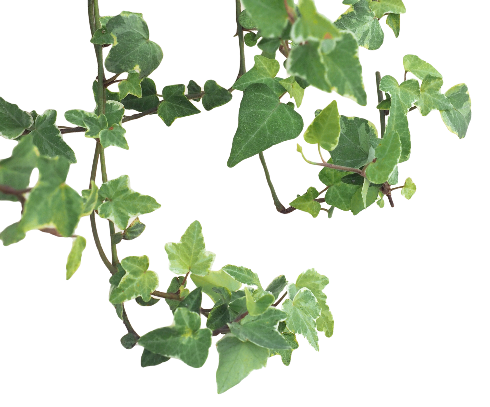 Ivy PNG Images HD