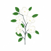 Jasmine Flower PNG Cutout