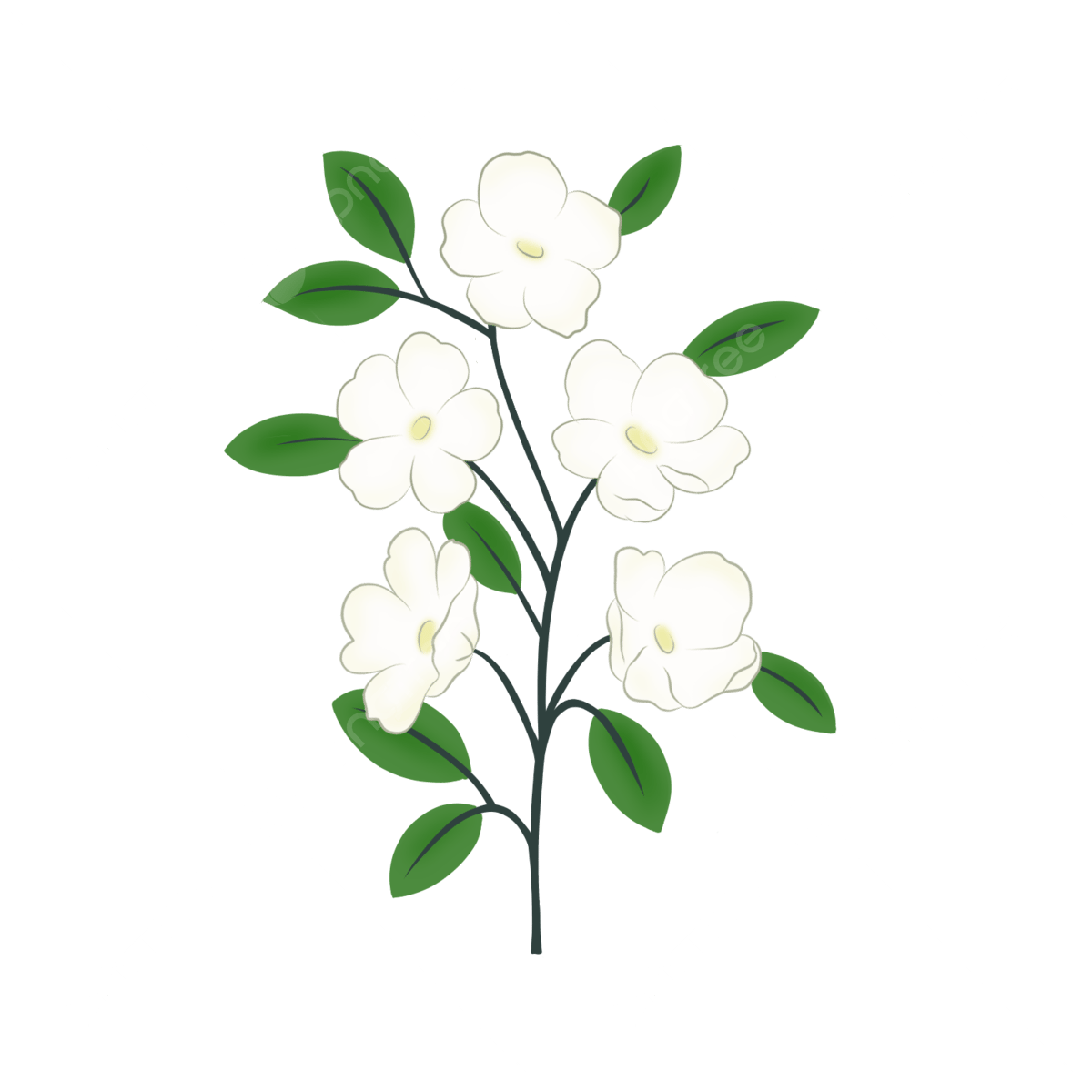 Jasmine Flower PNG Cutout