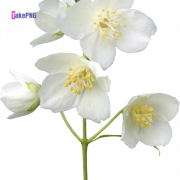 Jasmine Flower PNG File