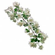 Jasmine Flower PNG Pic