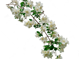 Jasmine Flower PNG Pic