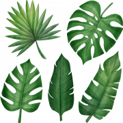 Jungle Leaf PNG File