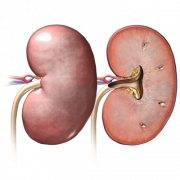 Kidney Background PNG
