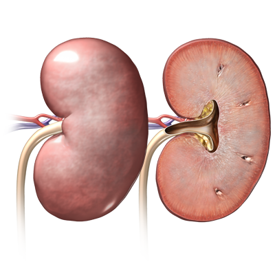 Kidney Background PNG