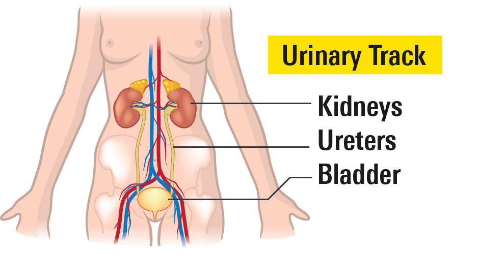 Kidney No Background