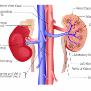 Kidney PNG Cutout