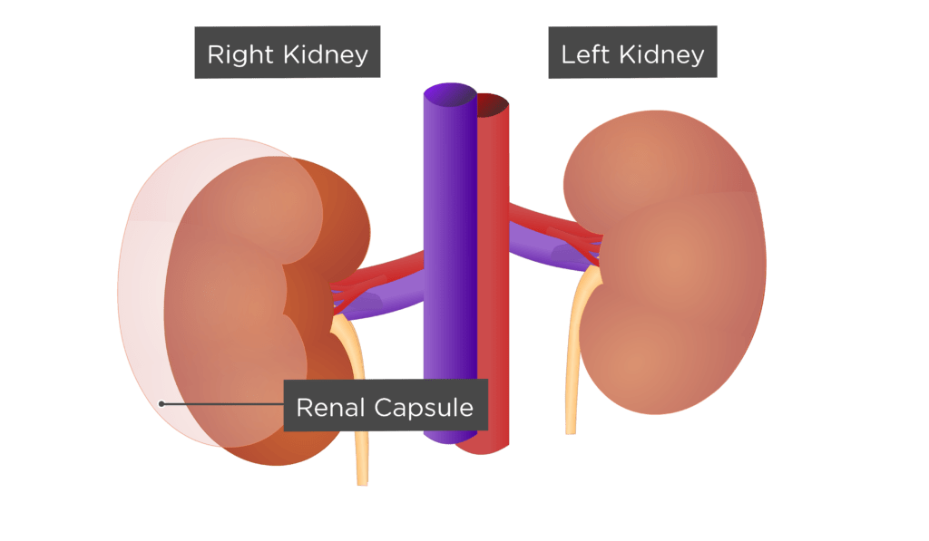 Kidney PNG HD Image