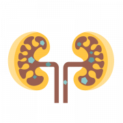 Kidney PNG Image