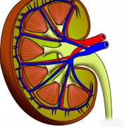 Kidney PNG Image File