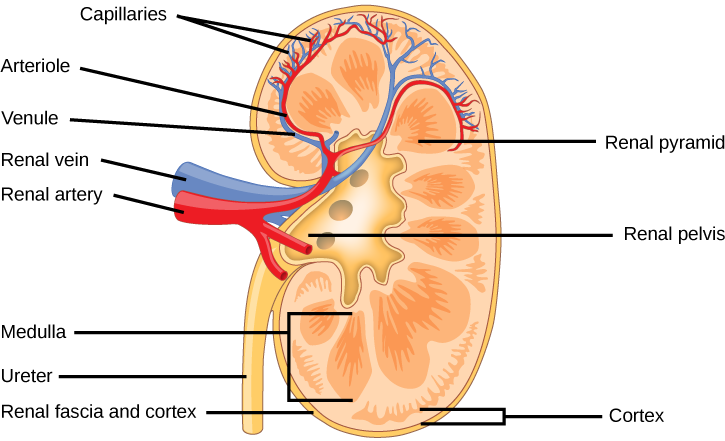 Kidney PNG Image HD