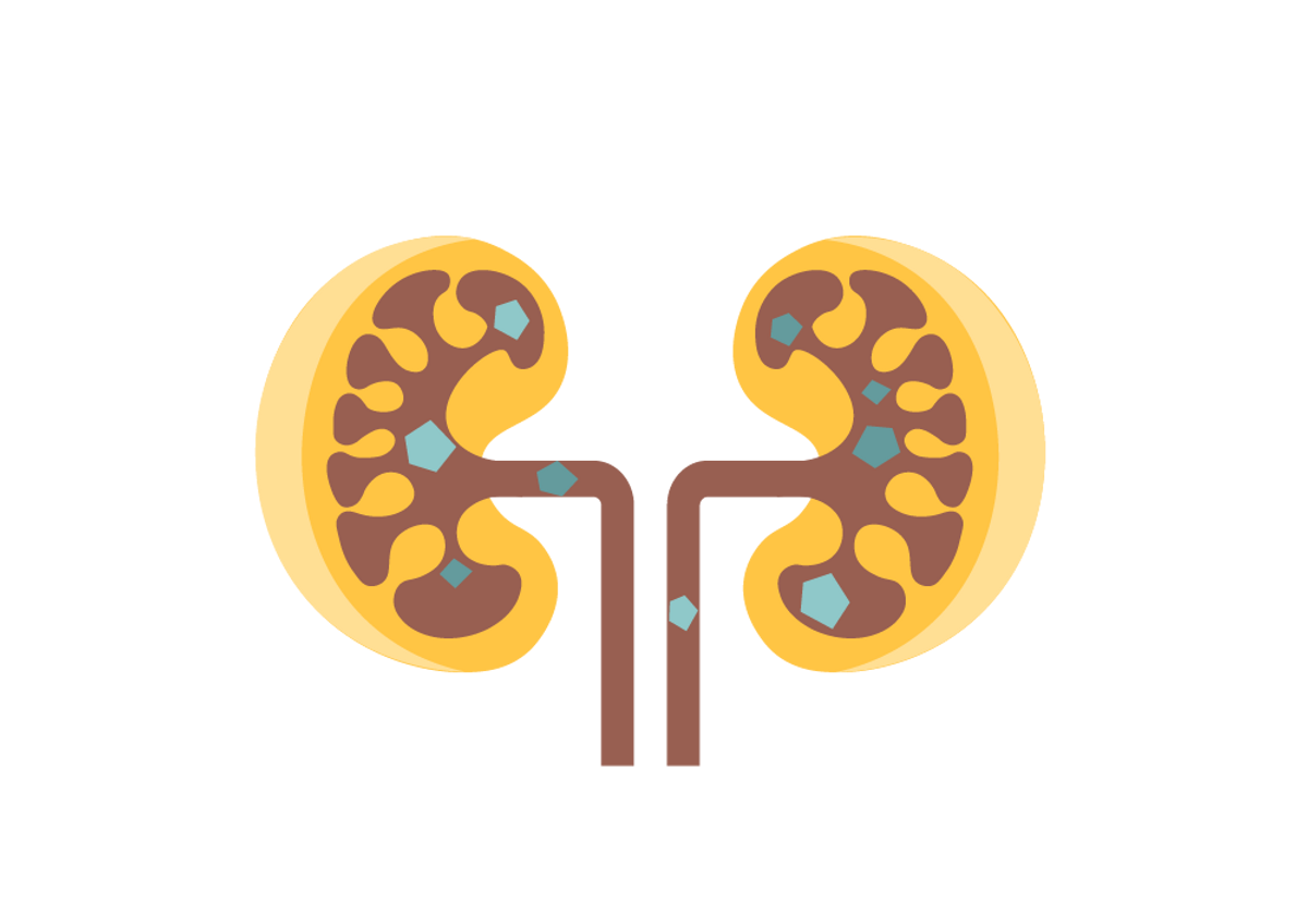 Kidney PNG Image