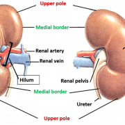 Kidney PNG Images