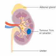 Kidney PNG Images HD
