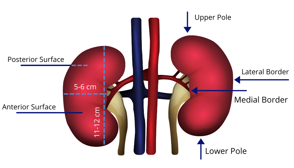 Kidney PNG Photo
