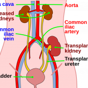 Kidney PNG Photos