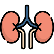 Kidney PNG Pic