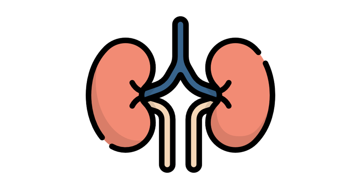 Kidney PNG Pic