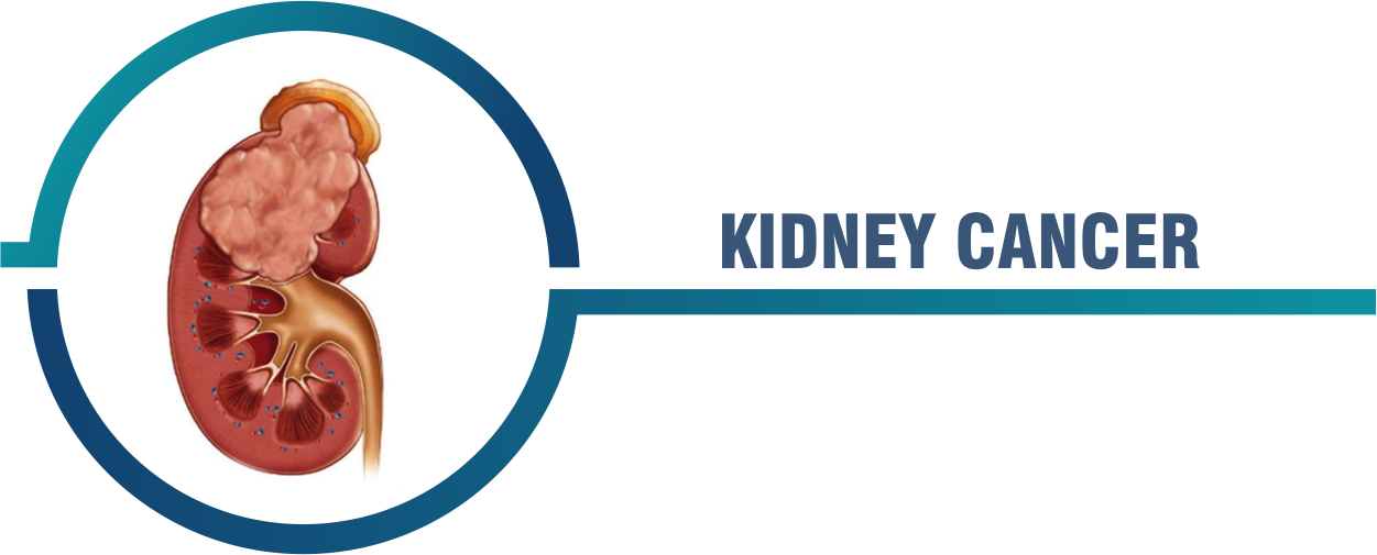 Kidney PNG