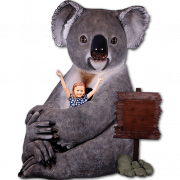 Koala PNG Clipart